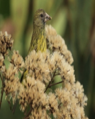 Afrokulczyk ciemnolicy - Crithagra hyposticta - East African Citril