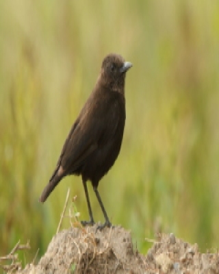 Smolarek brunatny - Myrmecocichla aethiops - Northern Anteater-Chat