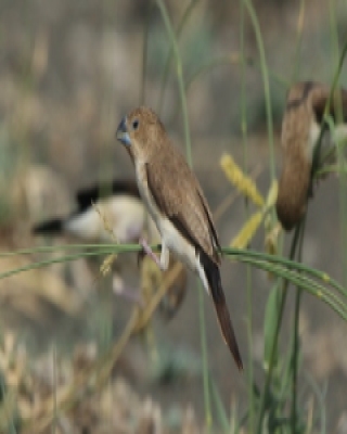 Srebrnodziobek afrykański - Euodice cantans - African Silverbill