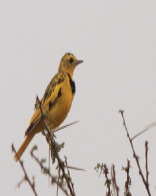 Świergotnik - Tmetothylacus tenellus - Golden Pipit