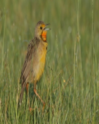 Szponnik rudobrewy - Macronyx capensis - Cape Longclaw