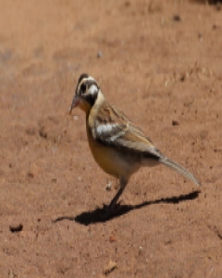 Trznadel złotobrzuchy - Emberiza flaviventris - Golden-breasted Bunting
