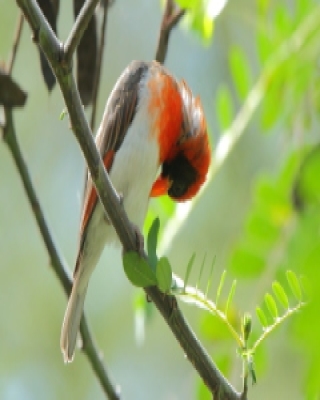 Wikłacz czerwonogłowy - Anaplectes rubriceps - Red-headed Weaver