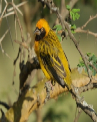 Wikłacz łuskowany - Ploceus spekei - Speke's Weaver