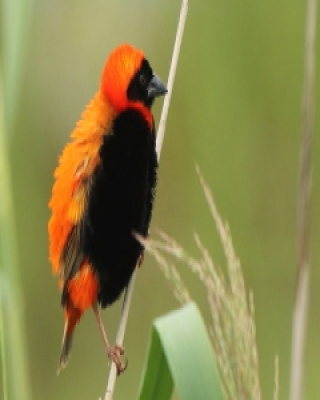Wikłacz ognisty - Euplectes orix - Southern Red Bishop