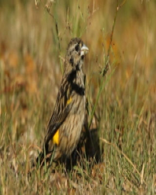 Wikłacz przylądkowy - Euplectes capensis - Yellow Bishop