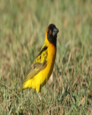 Wikłacz sawannowy - Ploceus intermedius - Lesser Masked Weaver