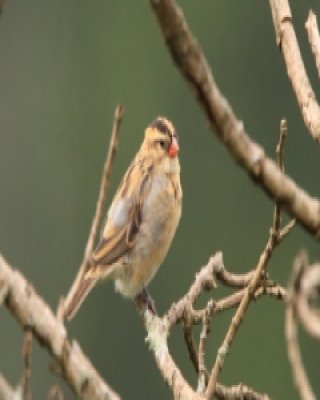 Wikłacz wachlarzowaty - Euplectes axillaris - Fan-tailed Widowbird