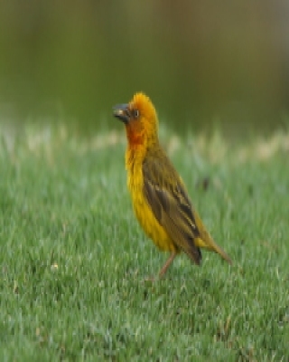Wikłacz złotolicy - Ploceus capensis - Cape Weaver
