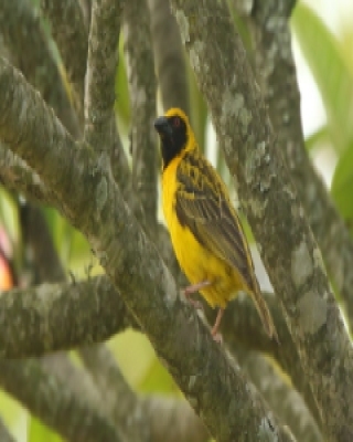 Wikłacz zmienny - Ploceus cucullatus - Village Weaver