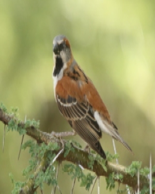 Wróbel rdzawobrewy - Passer rufocinctus - Kenya Rufous Sparrow