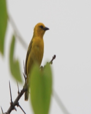 Wikłacz złoty - Ploceus aurantius - Orange Weaver