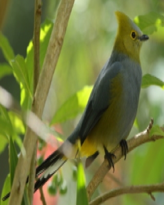 Jedwabniczki - Ptiliogonatidae