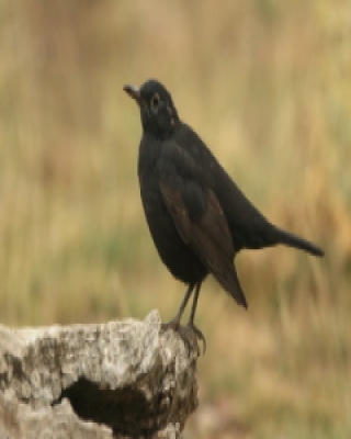 Kos - Turdus merula - Common Blackbird