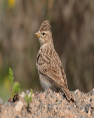 Skowrończyk mały - Alaudala rufescens - Lesser Short-toed Lark