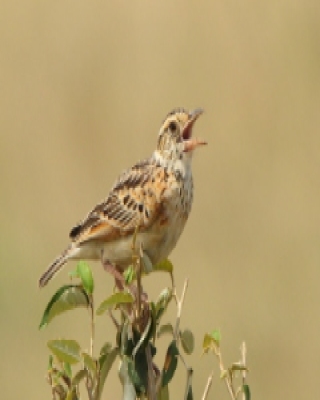 Skowroniec zaroślowy - Mirafra cantillans - Singing Bush Lark