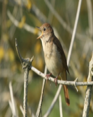 Słowik rdzawy - Luscinia megarhynchos - Common Nightingale