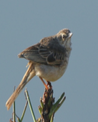 Świergotek cynamonowy - Anthus cinnamomeus - African Pipit