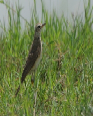 Świergotek długodzioby - Anthus similis - Long-billed Pipit