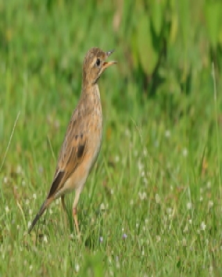 Świergotek rdzawy - Anthus rufula - Paddyfield Pipit