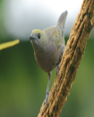 Tangarka palmowa - Thraupis palmarum - Palm Tanager