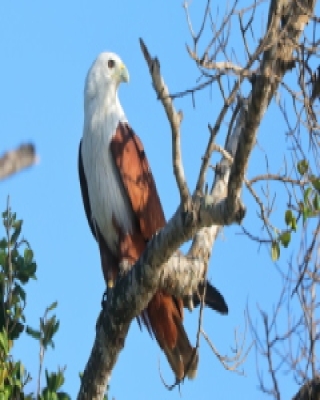 Kania bramińska - Haliastur indus - Brahminy Kite