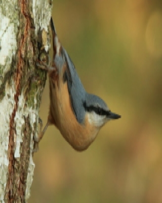 Kowalik - Sitta europaea - Eurasian Nuthatch