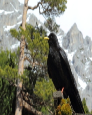 Wieszczek - Pyrrhocorax graculus - Yellow-billed Chough