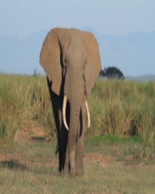 Kenia kraj - Kenya country