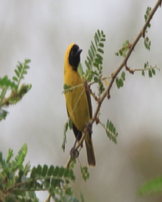 Wikłacz mały - Ploceus luteolus - Little Weaver