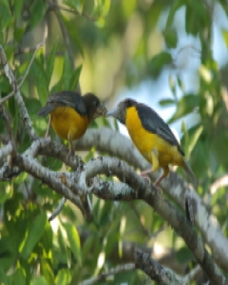 Wikłacz dwubarwny - Ploceus bicolor - Dark-backed Weaver