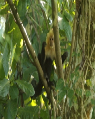Kapucynka czarnobiała - Cebus capucinus - White-faced capuchin