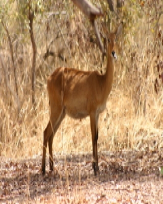 Kob żółty - Kobus kob - Kob