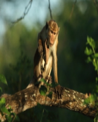 Makak rozczochrany - Macaca sinica - Toque macaque