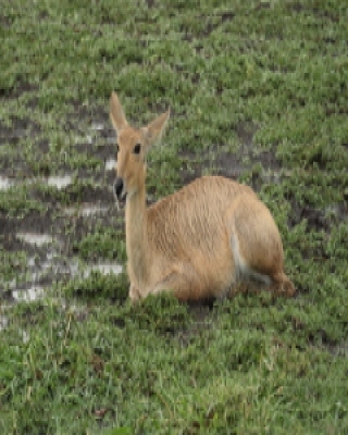 Ridbok - Redunca redunca - Bohor reedbuck