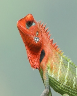 Zmiennogama pospolita - Calotes calotes - Green forest lizard 