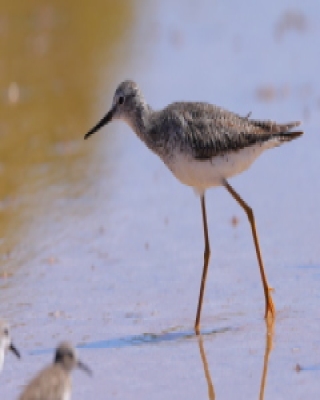 Brodziec żółtonogi - Tringa flavipes - Lesser Yellowlegs