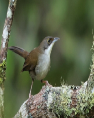 Hispaniol oliwkowy - Calyptophilus frugivorus - Eastern Chat-Tanager