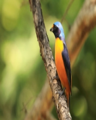 Organka śpiewna - Euphonia musica - Antillean Euphonia