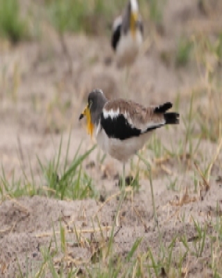Czajka białoczelna - Vanellus albiceps - White-crowned Lapwing