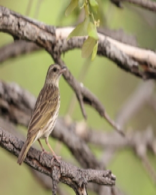 Świergotek kreskowany - Anthus lineiventris - Striped Pipit