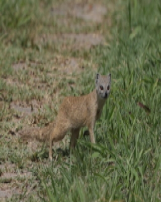 Mangustolisek afrykański - Cynictis penicillata - Yellow Mongoose