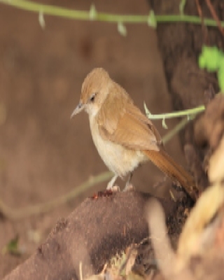 Jasnobrzuch ziemny - Phyllastrephus terrestris - Terrestrial Brownbul