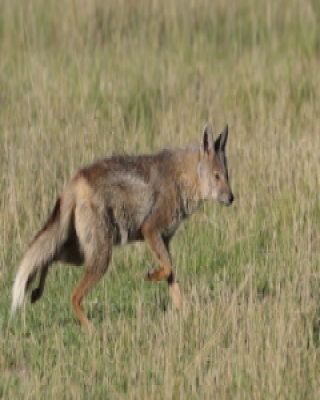 Szakal pręgowany - Canis adustus - Side-striped Jackal