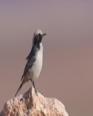 Rudorzytka - Oenanthe moesta - Red-rumped Wheatear