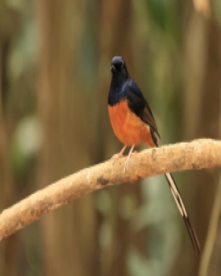 Sroczek białorzytny - White-rumped Shama - Copsychus malabaricus
