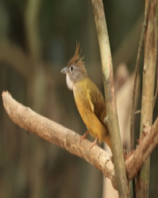 Szczeciak płowy - Puff-throated Bulbul - Alophoixus pallidus