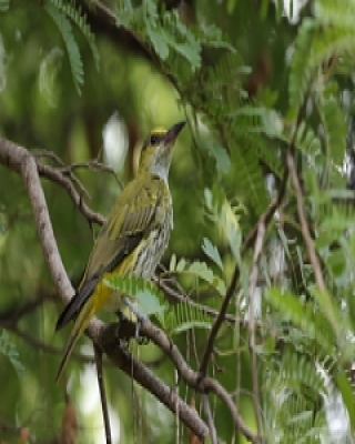 Wilga maskowa - Black-naped Oriole - Oriolus chinensis