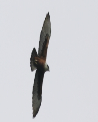 Rdzawobrzuch - Lophotriorchis kienerii - Rufous-bellied Eagle