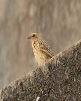 Świergotek samotny - Anthus nilghiriensis - Nilgiri Pipit